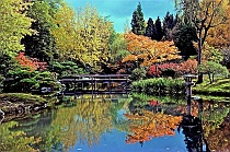 Autumn Reflections - Japanese Garden